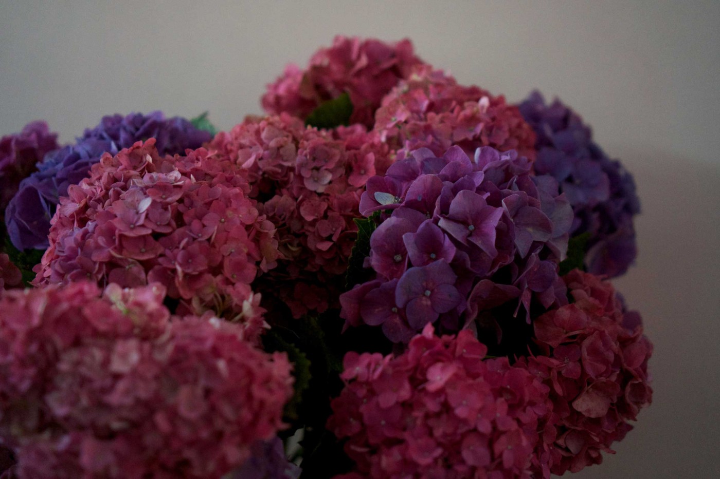 Hydrangeas