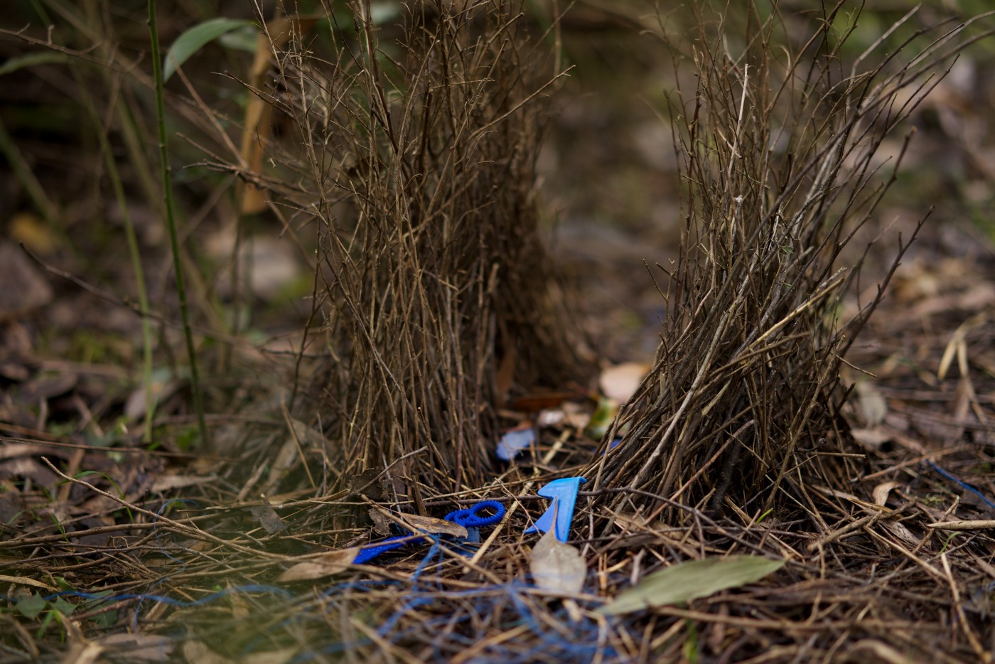 Bower with blue, Gippsland Victoria.