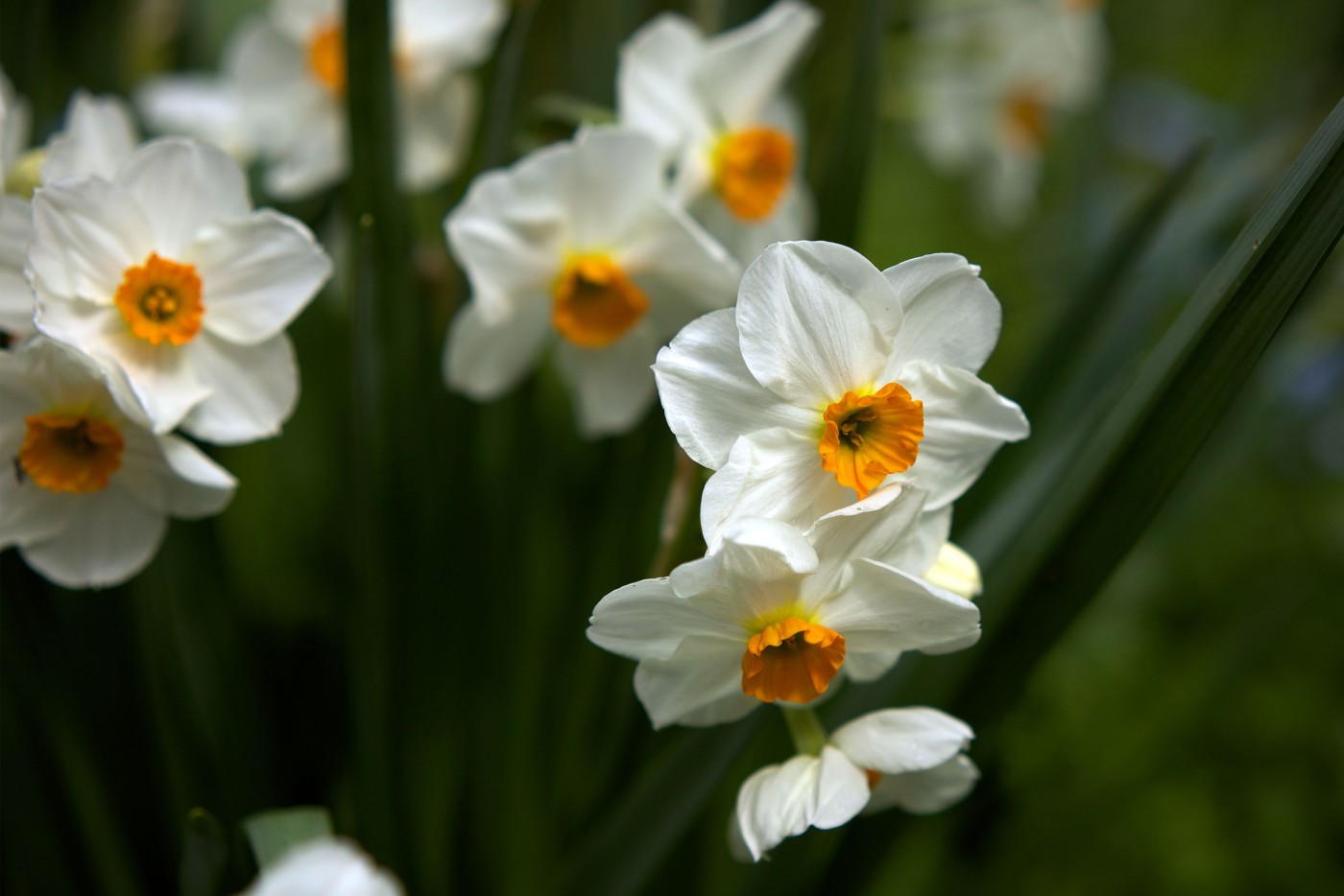 Jonquils