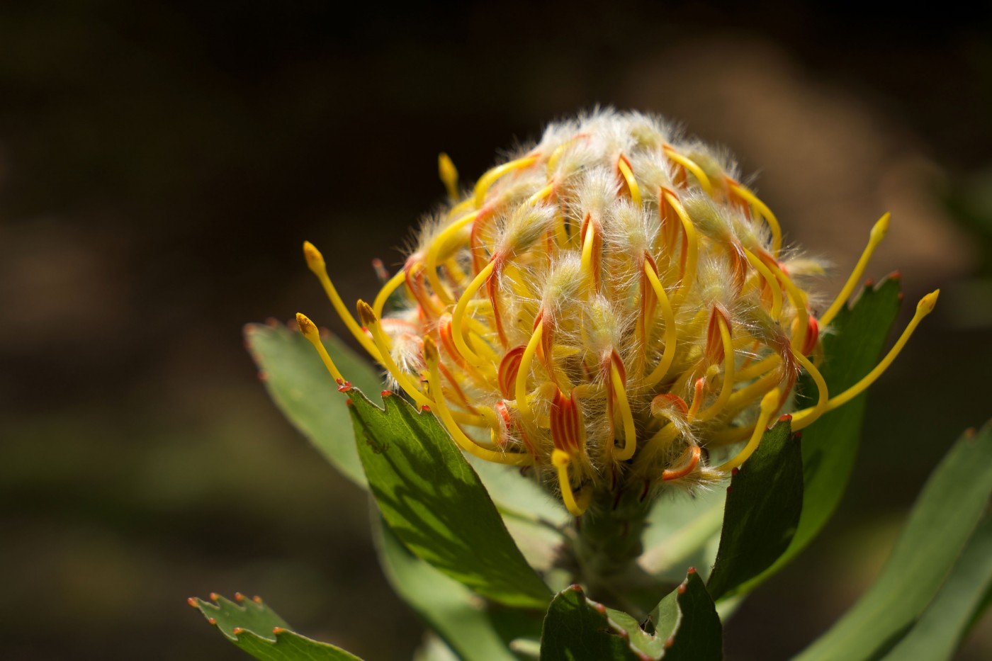 Leucospermum Veldfire