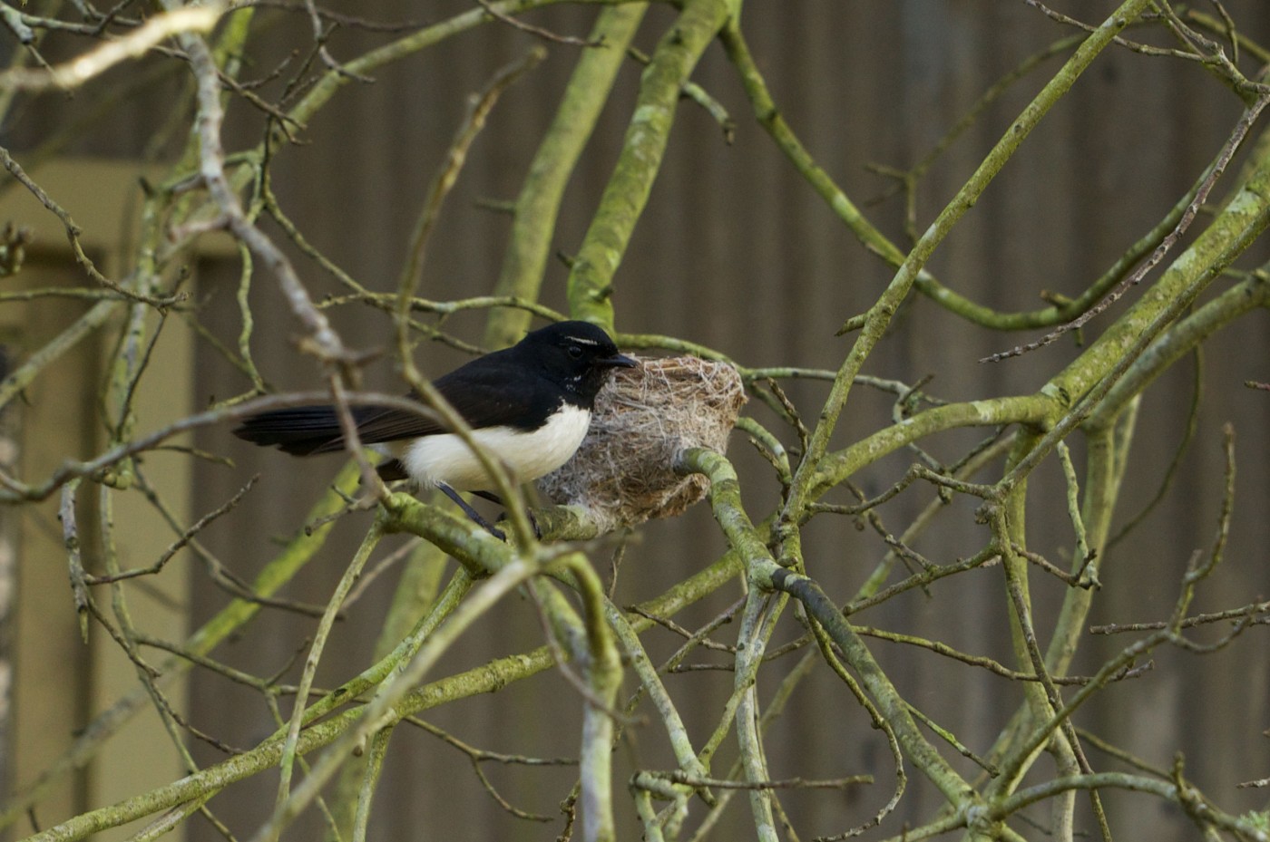 Wagtail and Nest, 1