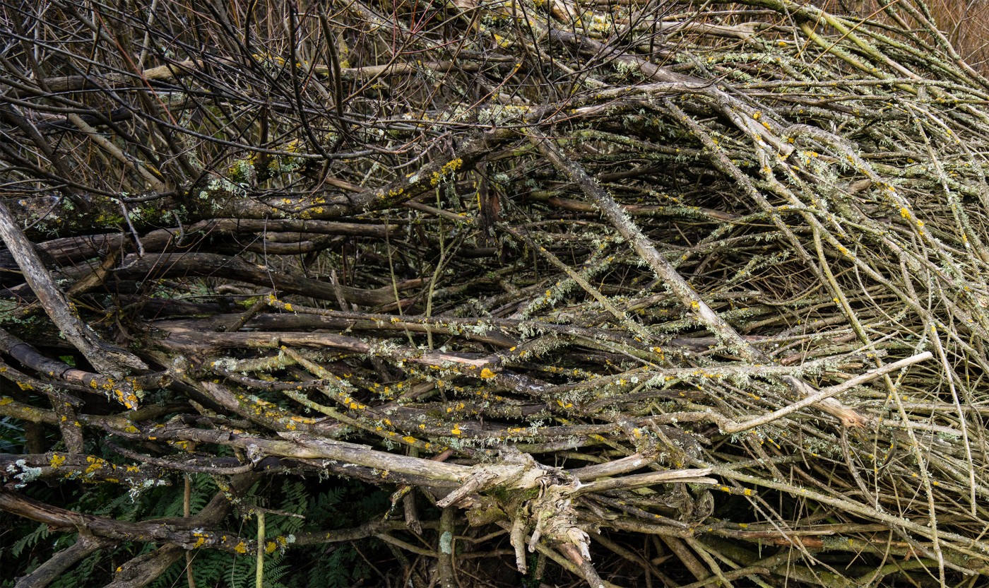 Fallen willows at Narracan