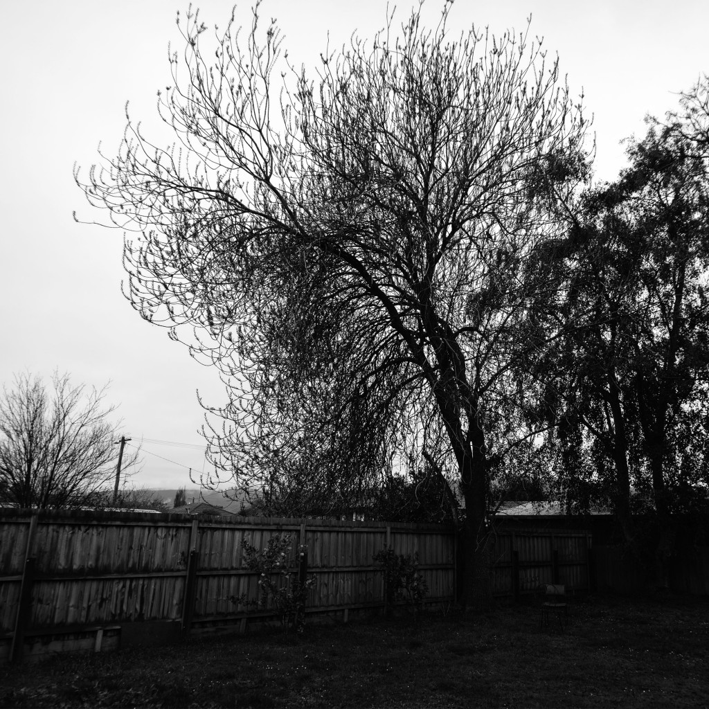 Black and white backyard