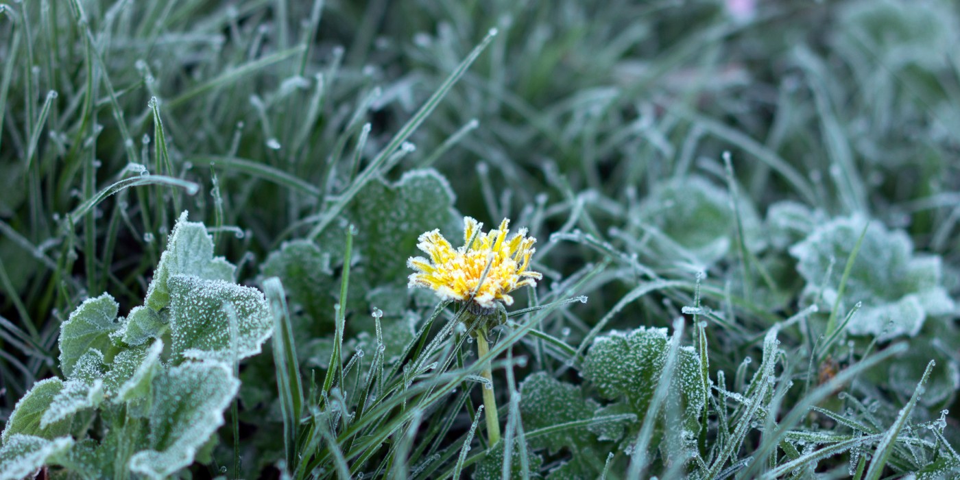 Frozen dandelion