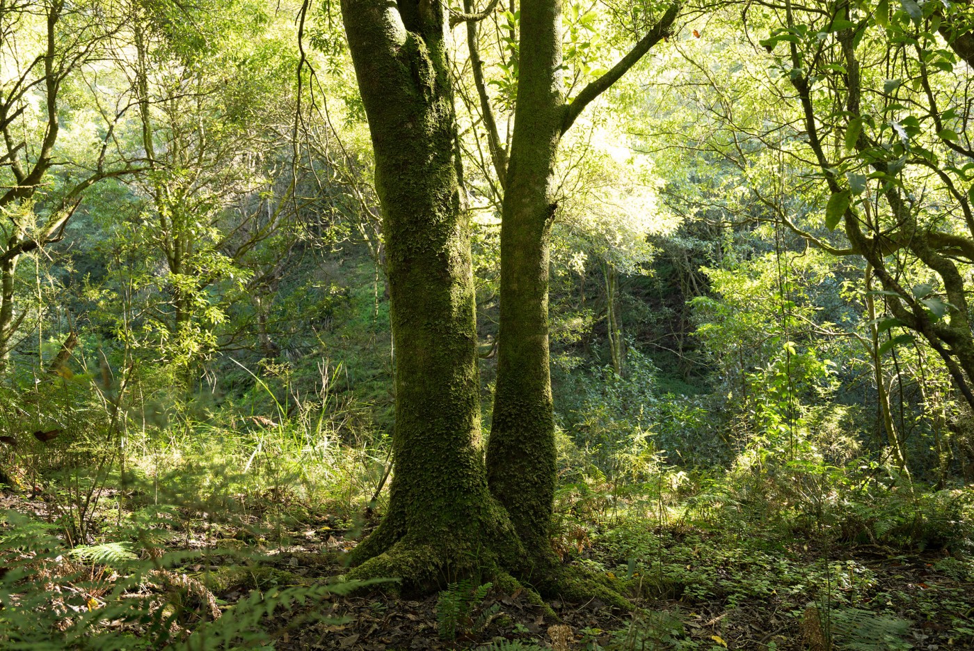 Uralla greenery