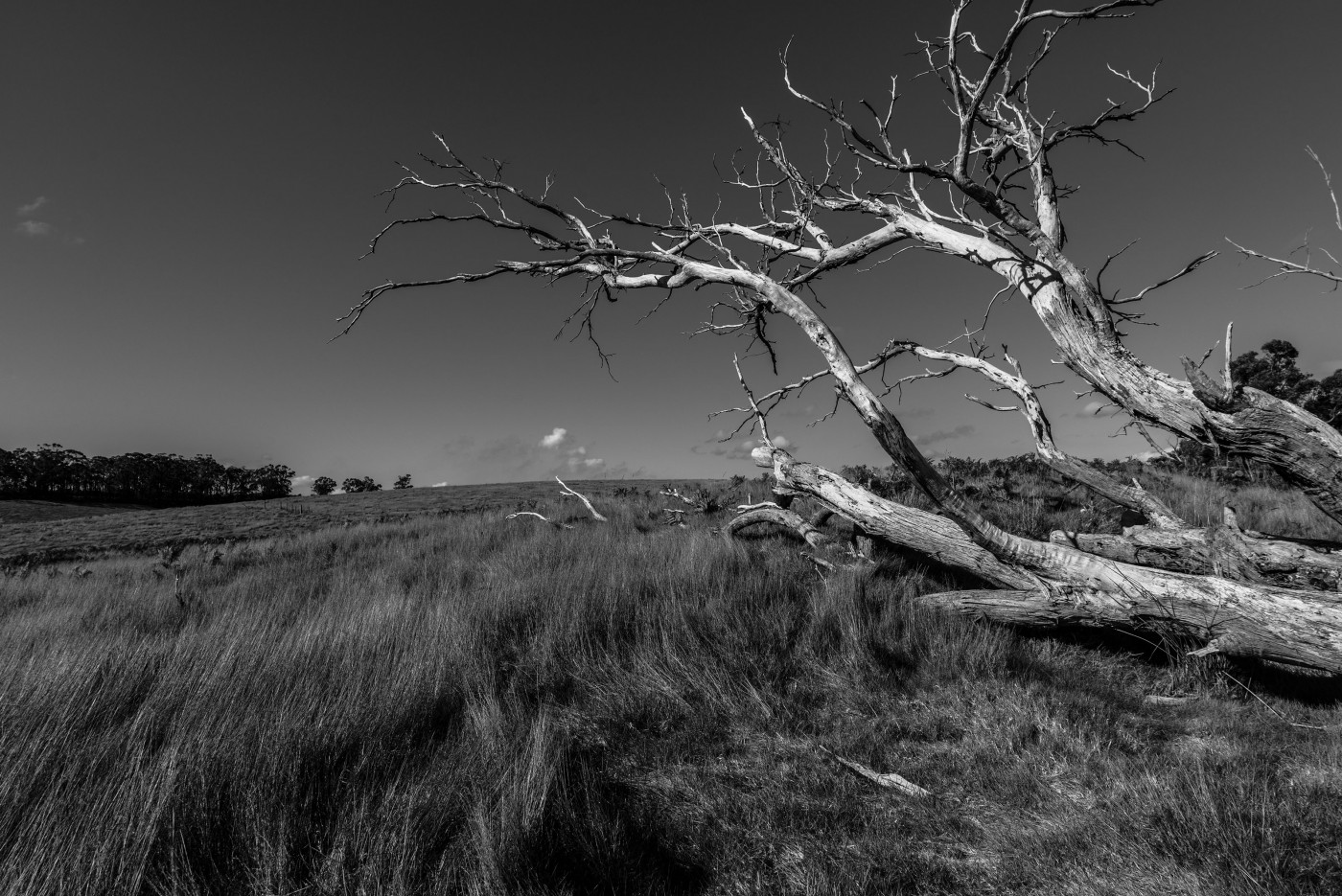 Fallen tree in a paddock at Newborough