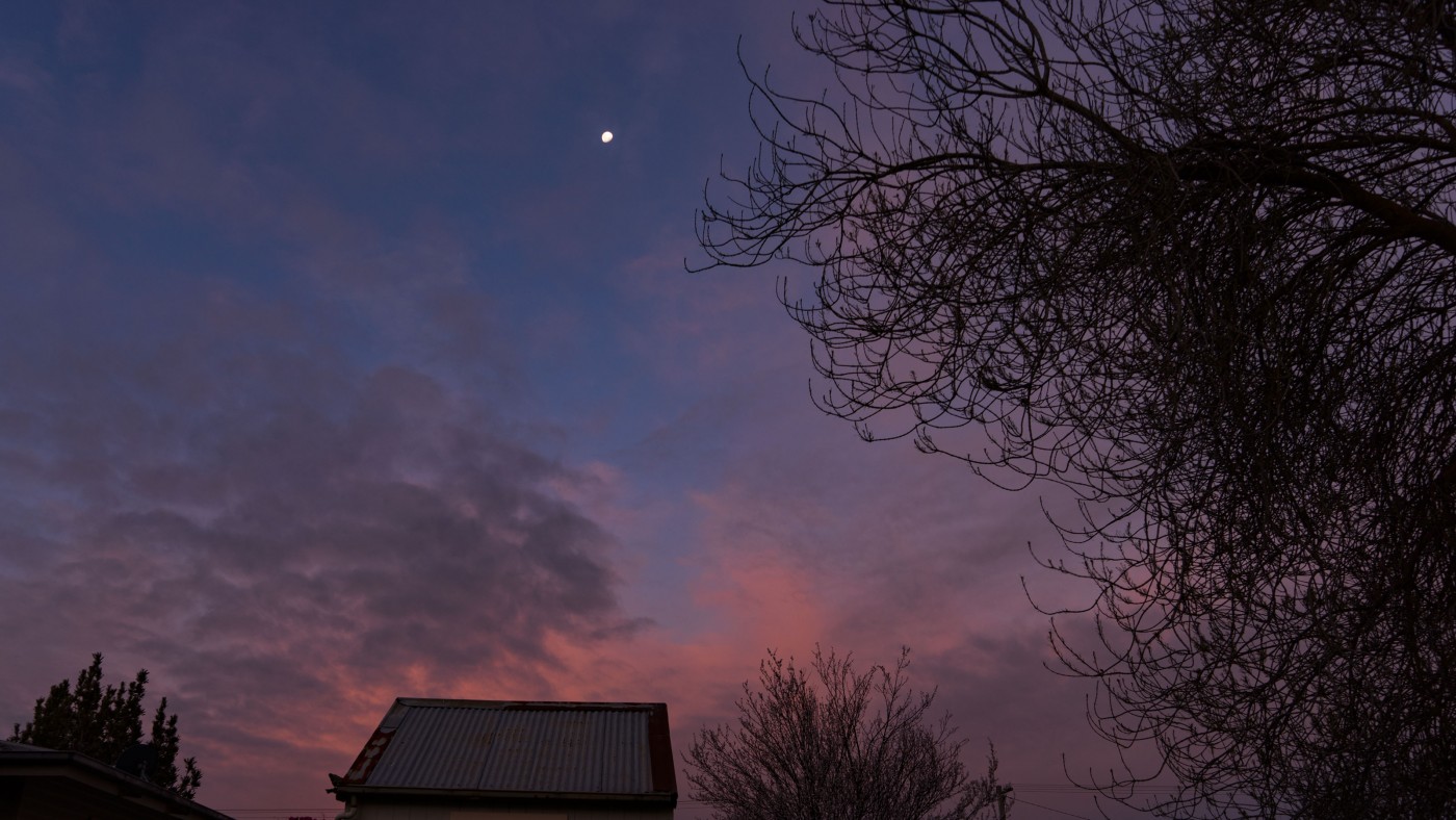 Evening sky, moon and blossom