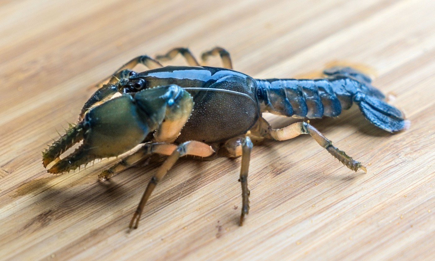 Land crayfish