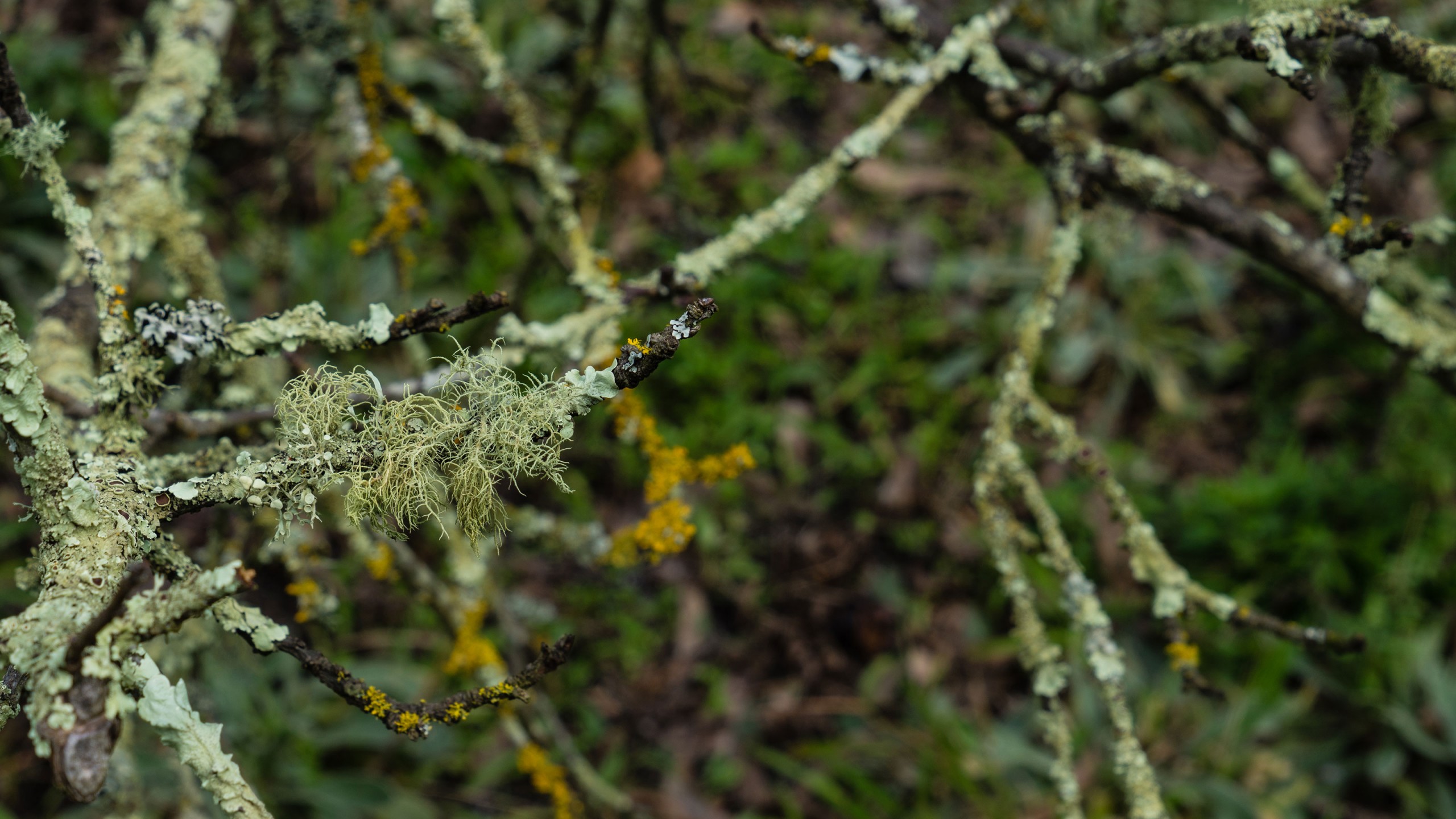 Lichen at Brigadoon