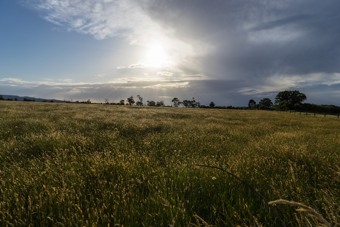 Afternoon sun at Lake Narracan