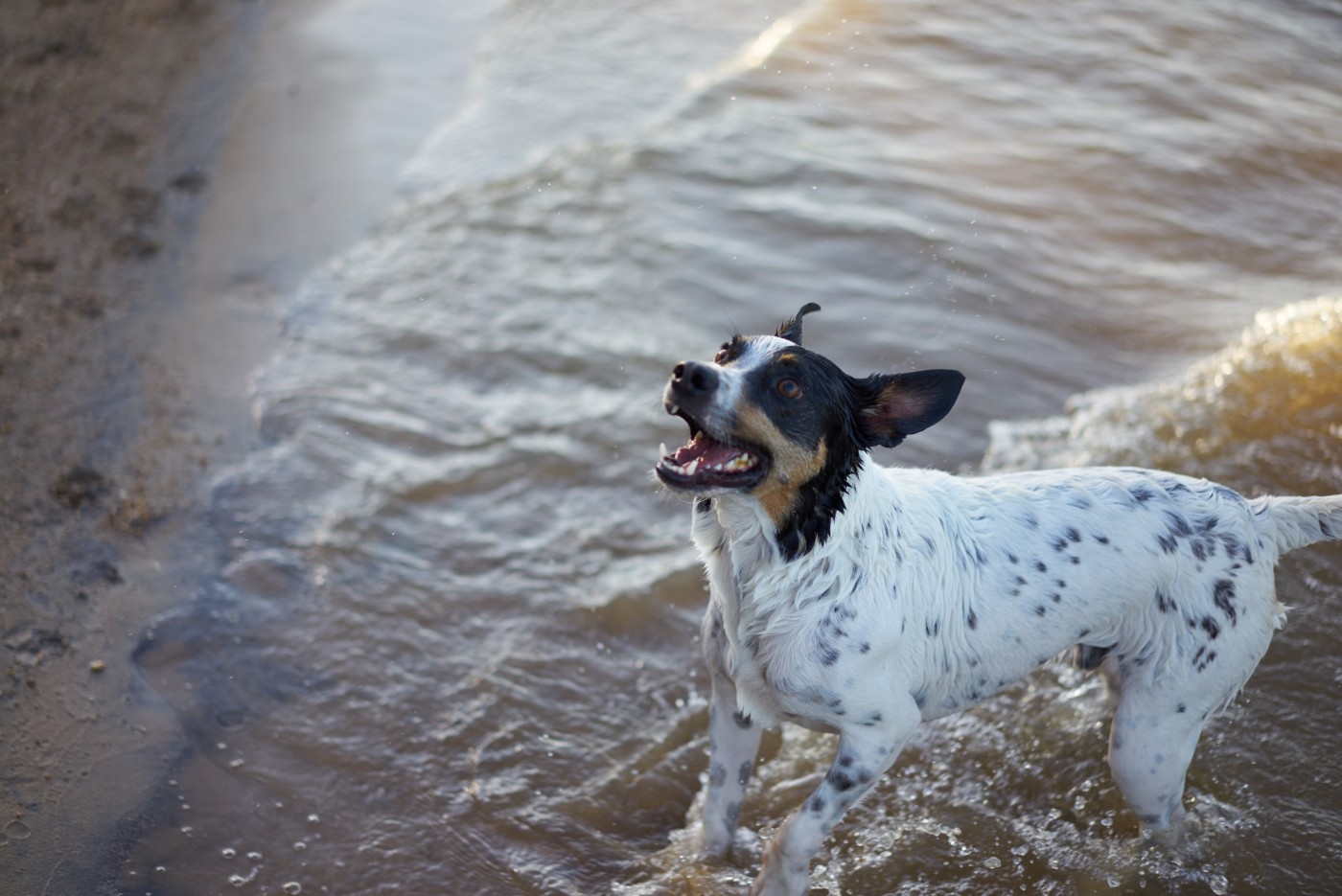 Wilson at Lake Narracan