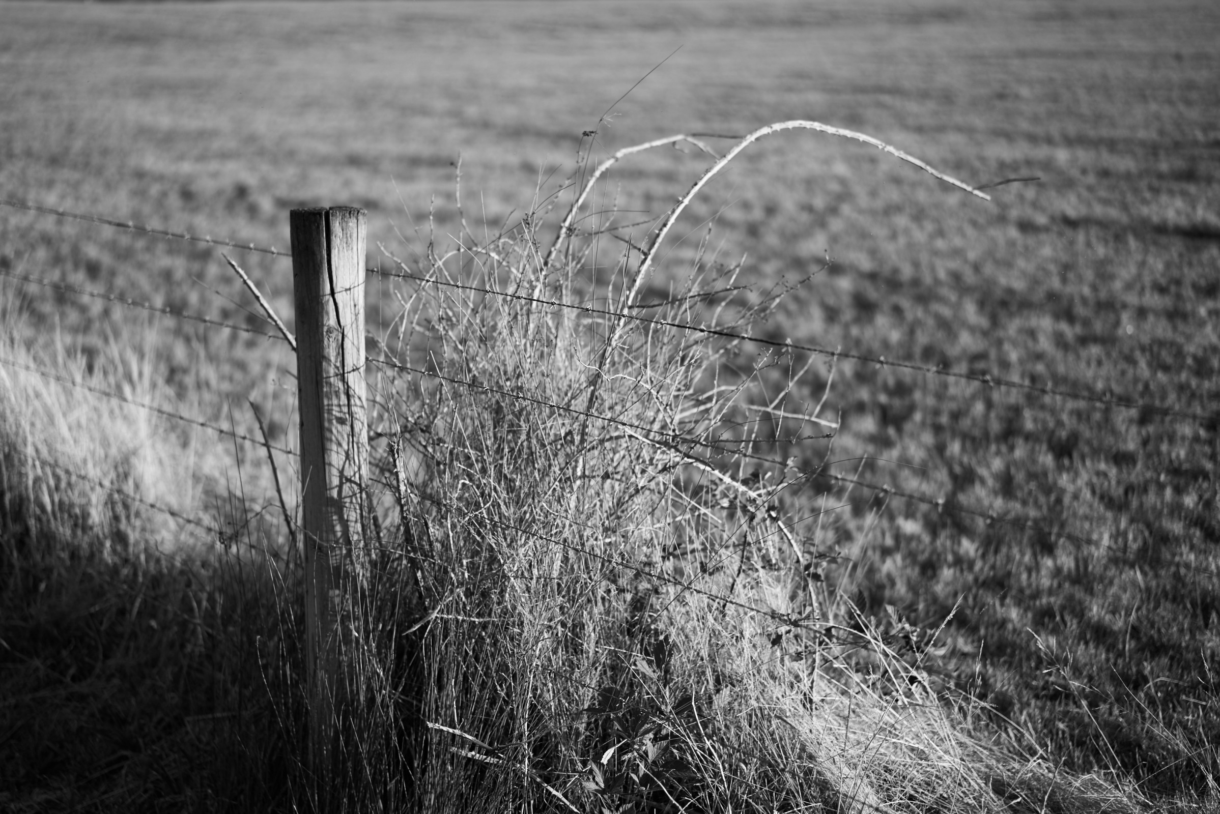 Paddock in Yallourn