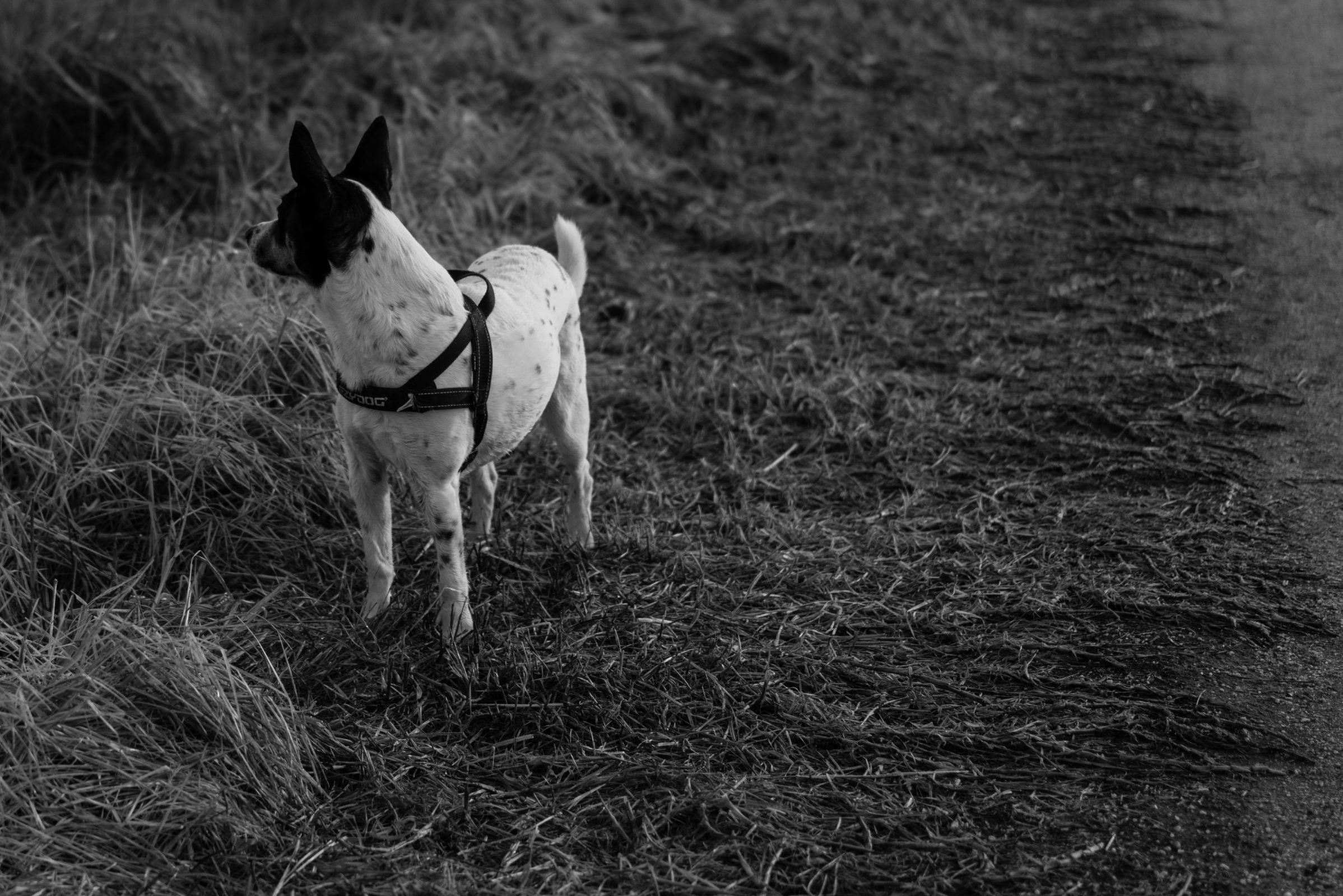 Wilson on the rail trail