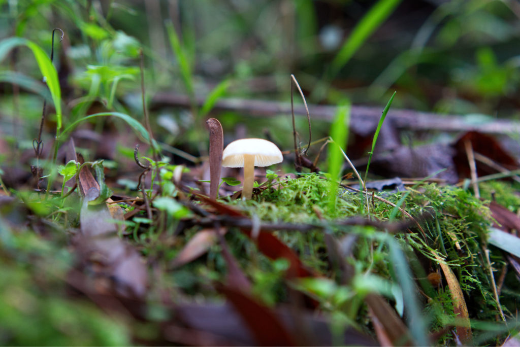 Tiny, sightly opaque, white mushroom