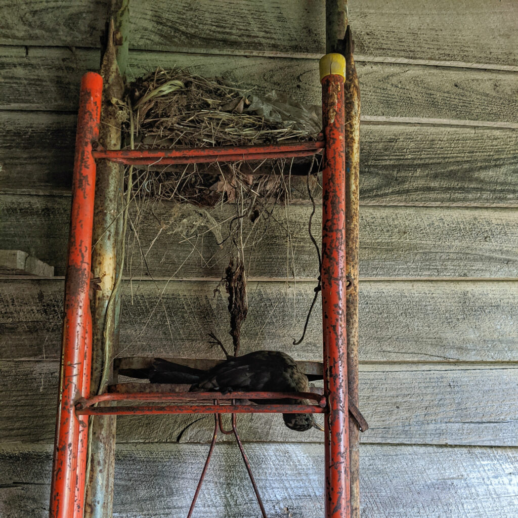 Dead bird on a ladder below a nest