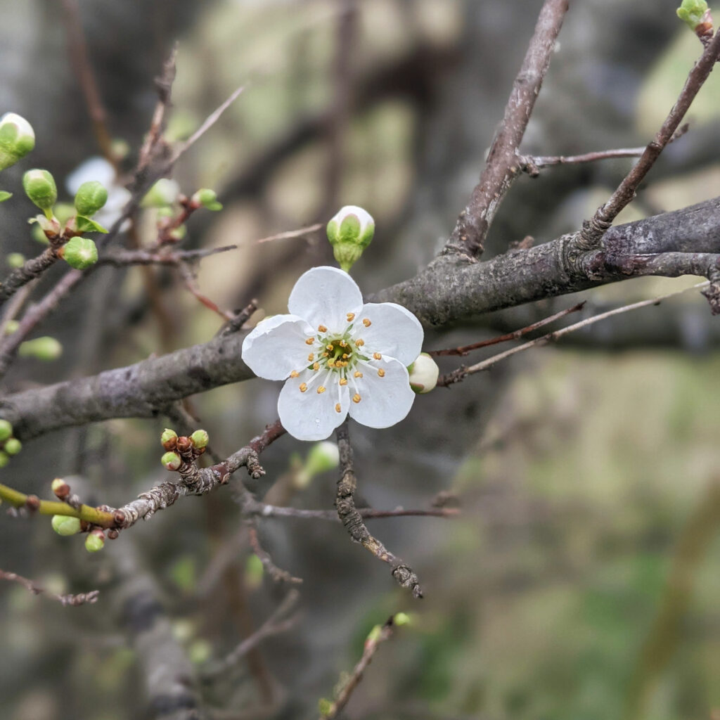 Individual plum blossom
