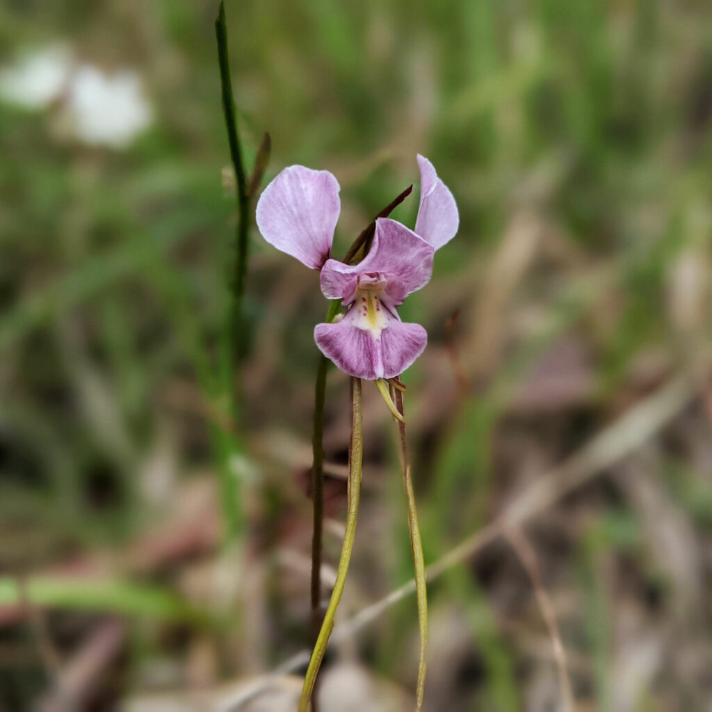 Purple donkey orchid (diuris punctata)
